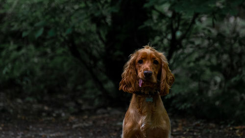 Cocker spaniel