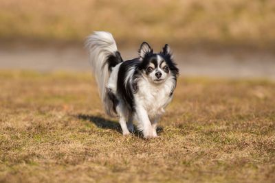 Portrait of dog running on field