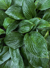 Floral pattern of large leaves