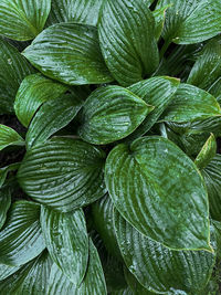 Full frame shot of leaves