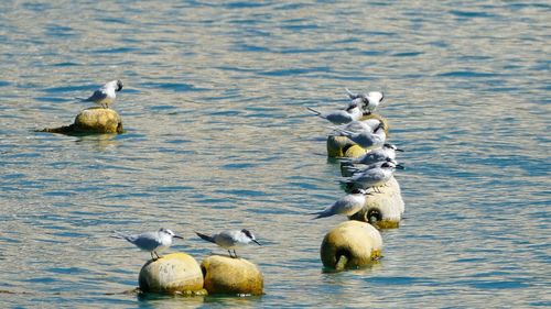 Ducks on a lake
