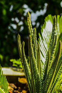 Close-up of fern