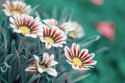 Close-up of flowers blooming outdoors