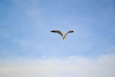 Low angle view of seagull flying in sky