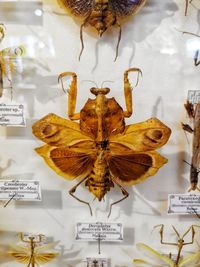 Close-up of insect on wall