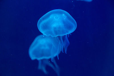 Close-up of jellyfish swimming in sea