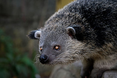 Close-up of an animal