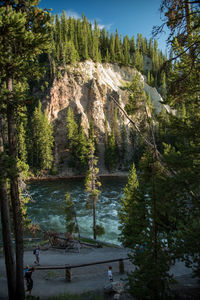 Scenic view of lake in forest