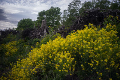 Yellow flowers growing on landscape