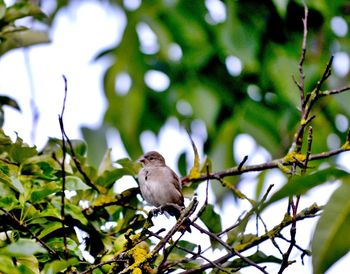 Bird perching on a tree