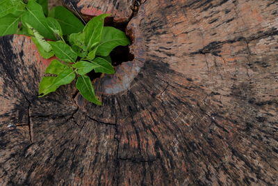 Close-up of tree stump