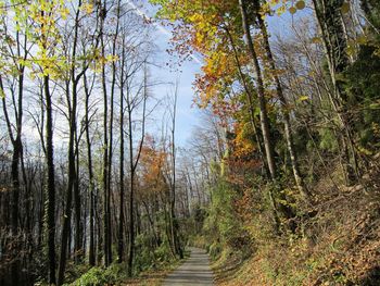 Trees in forest during autumn