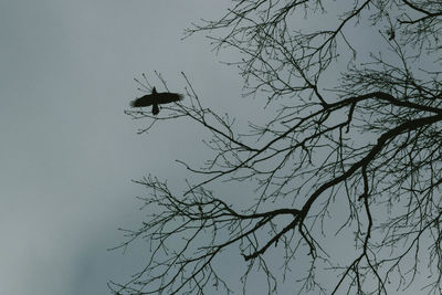 Low angle view of silhouette bird flying against clear sky