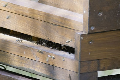 Close-up of bees on wood