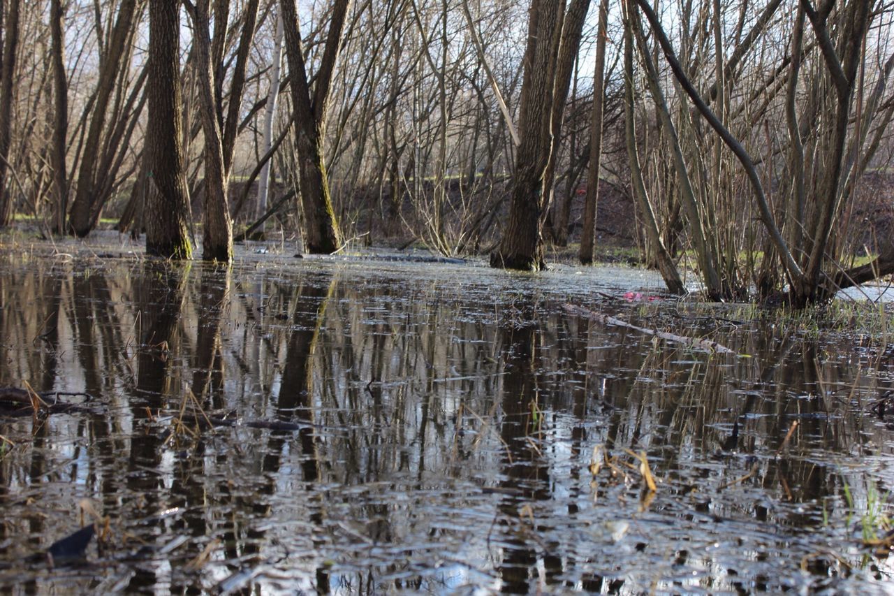 water, reflection, bare tree, nature, outdoors, tree, day, no people, waterfront, tranquility, winter, cold temperature, beauty in nature