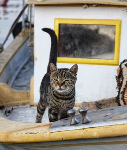 Portrait of tabby cat sitting outdoors