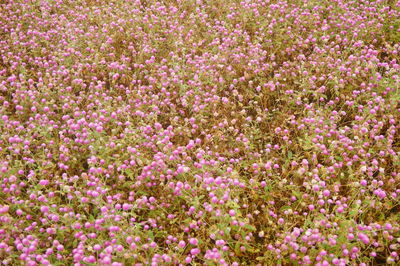 Full frame shot of pink flowering plants on field