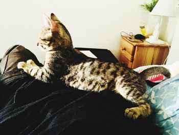 High angle view of cat sleeping on bed