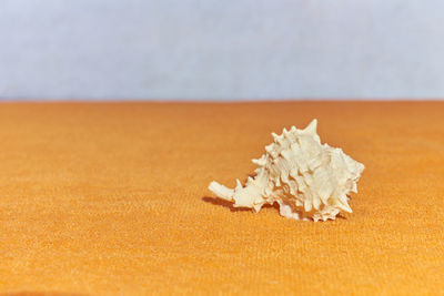 Close-up of shells on sand
