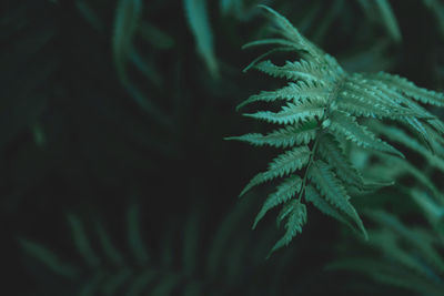 Close-up of fern leaves