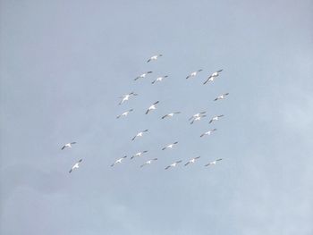Low angle view of birds flying in sky