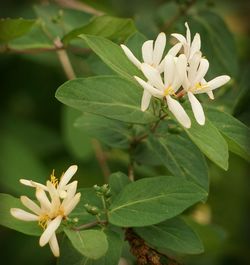 Close-up of white flowers blooming outdoors