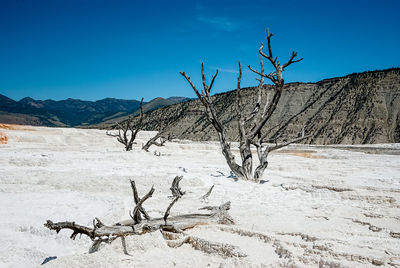 Bare tree on snow covered landscape