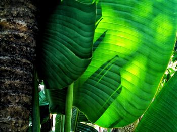 Close-up of green leaves on plant