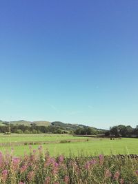 Plants growing on field against clear sky