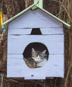 Two kitten sleeping on a birdhouse.