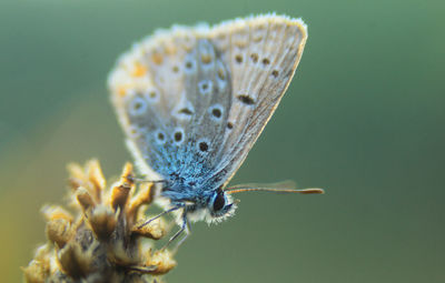 Close-up of butterfly pollinating on flower