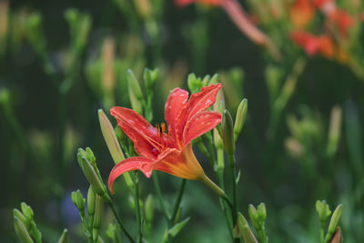 Close-up of red flower