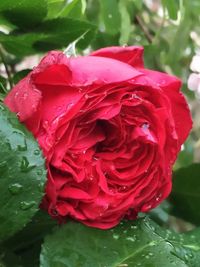 Close-up of red rose