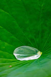 Close-up of water drops on leaves