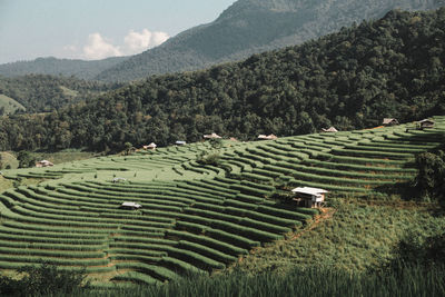 Scenic view of agricultural field against mountains