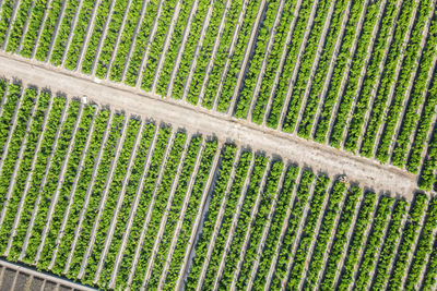 Full frame shot of farm