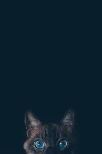 Portrait of cat against black background