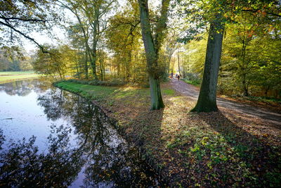 Trees growing in forest during autumn