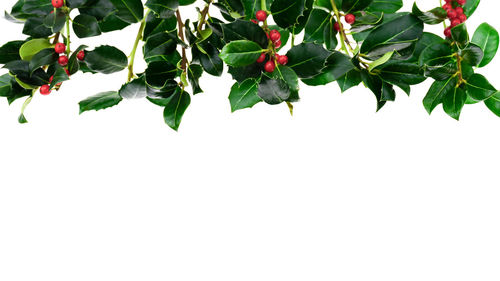 Close-up of red berries growing on tree