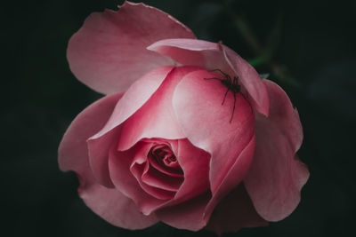 Close-up of pink rose