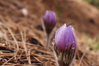 Close-up of purple crocus blooming outdoors