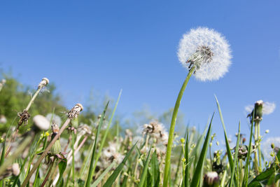 Close-up of dandelion on field against clear sky