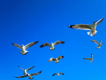 Low angle view of seagulls flying