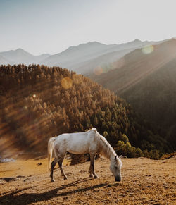 Horse grazing on mountain against forest during sunset