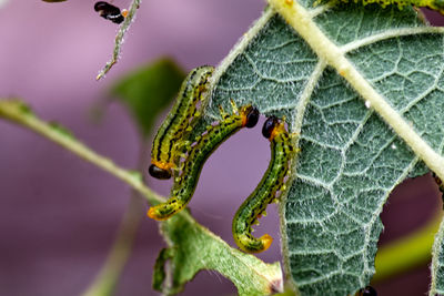 Close-up of insect on leaf