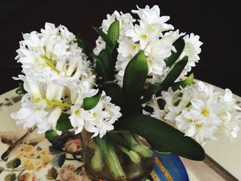 Close-up of flowers