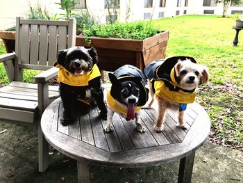 Portrait of dog sitting on bench in yard