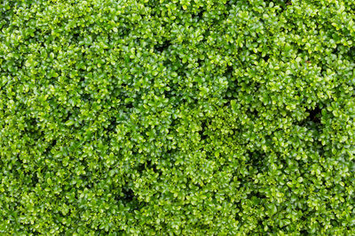 Full frame shot of fresh green plants
