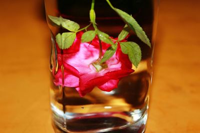 Close-up of pink rose in glass on table