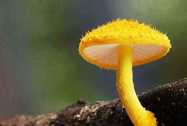 yellow, nature, close-up, beauty in nature, growth, water, focus on foreground, mushroom, fungus, day, no people, outdoors, tranquility, growing, sunlight, freshness, uncultivated, field, plant, fragility